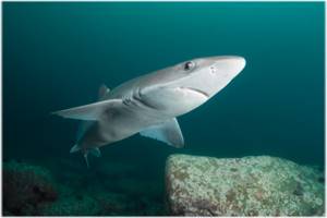Акулы в Азовском море – есть ли, какие виды водятся, фото