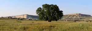 Суворовский дуб в Белогорске, Крым: фото, как проехать, история