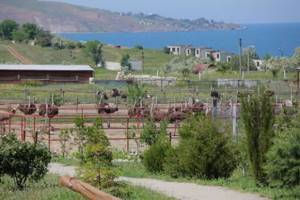 Страусиная ферма (Денисовка, Симферополь): цены, отзывы, фото, описание