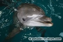 Дельфинарий в Казачье бухте (Севастополь, Крым): фото, как добраться, описание