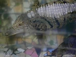 Крокодиловая ферма в Судаке: отзывы, цены, адрес