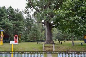 Суворовский дуб в Белогорске, Крым: фото, как проехать, история