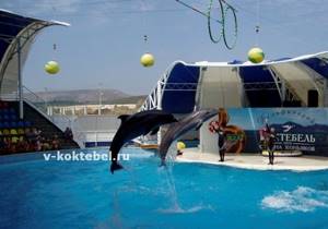 Дельфинарий «Коктебель» в Крыму: цены, расписание, отзывы, фото, описание
