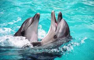 Лучшие дельфинарии в Крыму: рейтинг и цены, отзывы