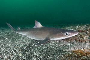 Акулы в Черном море: есть ли, какие водятся в Крыму, нападения
