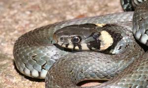 Змеи Крыма – ядовитые и не опасные. Фото и описания