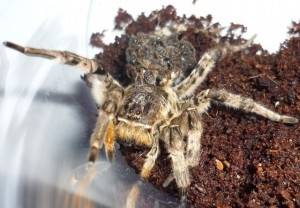 Крымский скорпион: фото, ядовит или нет, опасен ли, описание