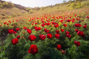Поля тюльпанов в Крыму: где растут дикие, когда цветут, фото