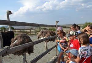 Страусиная ферма «Экзотик» в Керчи (Крым): сайт, фото, цены, отзывы, описание