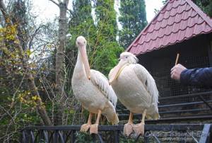 Зоопарк «Сказка» в Ялте: отзывы, сайт, цены, фото, как добраться, описание