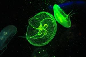 Медузы Азовского моря: опасны ли, фото, описание, виды в Крыму