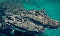 Крокодиляриум в Ялте: сайт, цены, фото фермы крокодилов, отзывы, описание