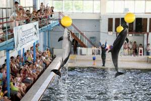 Карадагский дельфинарий в п. Курортное (Крым): цены, сайт, отзывы, описание