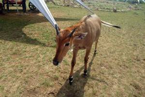 Парк антилоп «Сафари Ранч» в Старом Крыму: как добраться, фото, отзывы, описание