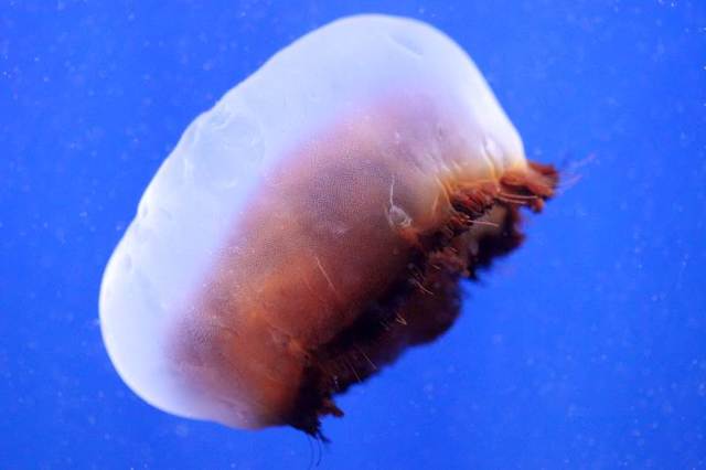 Медуза корнерот в Черном море: фото, чем опасна, описание