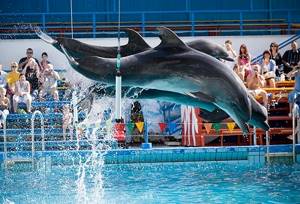 Севастопольский дельфинарий в Артбухте: цены, сайт, адрес, описание