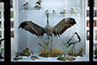 Музей природы Карадага в Курортном, Крым: адрес, фото, отзывы