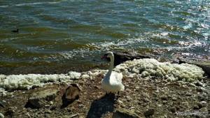 Лебединое озеро в Евпатории, Крым: как добраться, фото, описание