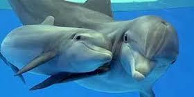 Дельфинарий «Акварель» в Алуште: сайт, фото, адрес, цены, описание
