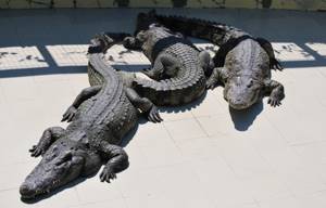 Крокодиловая ферма в Феодосии: адрес, цены, отзывы, фото