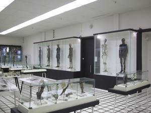 Музей кафедры анатомии человека в Симферополе (Крым)