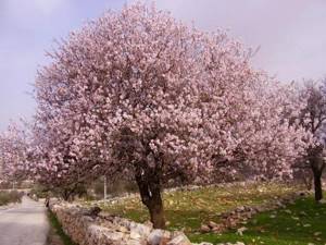 Когда в Крыму цветет миндаль. Сроки цветения. Фото. Где растет