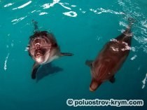 Дельфинарий в Казачье бухте (Севастополь, Крым): фото, как добраться, описание