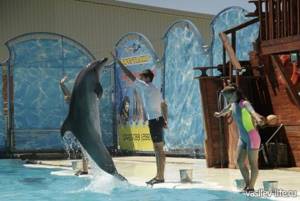 Театр морских животных «Акватория» в Ялте: дельфинарий и не только