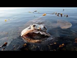 Карадагский змей-чудовище в Крыму: легенда и видео в реальности