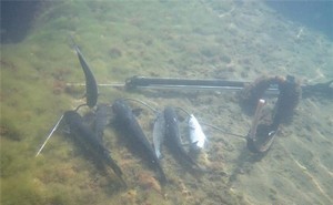 Подводная охота в Севастополе и Крыму: места, где охотиться, советы