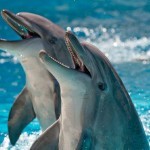 Дельфинарий «Коктебель» в 2017 году: цены и расписание сеансов