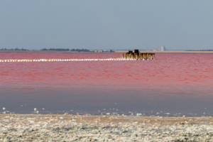 Озеро Сасык-Сиваш (Розовое) в Крыму: на карте, фото, описание