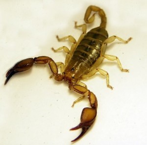 Крымский скорпион: фото, ядовит или нет, опасен ли, описание